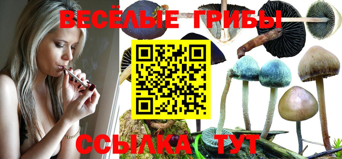 Псилоцибиновые грибы Cubensis  Вход с VPN  Черкесск  Псилоцибиновые грибы Psilocybe 